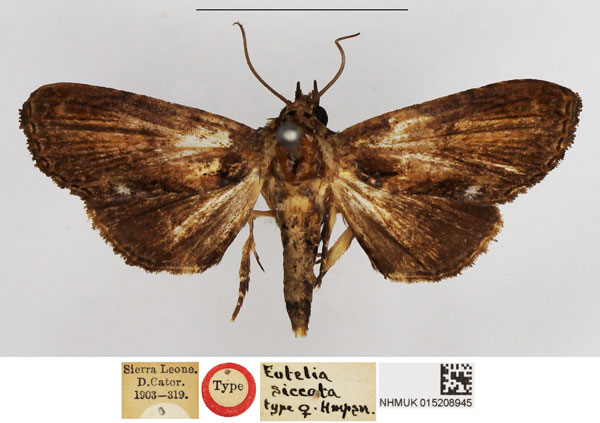 /filer/webapps/moths/media/images/S/siccata_Eutelia_HT_NHMUK.jpg