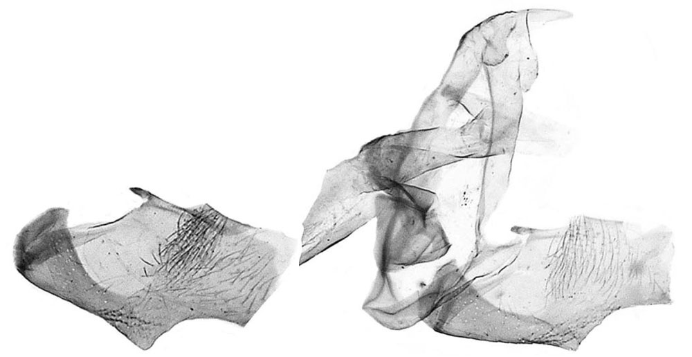 /filer/webapps/moths/media/images/S/siccescens_Eucosma_GMHT_SAMC_254.jpg