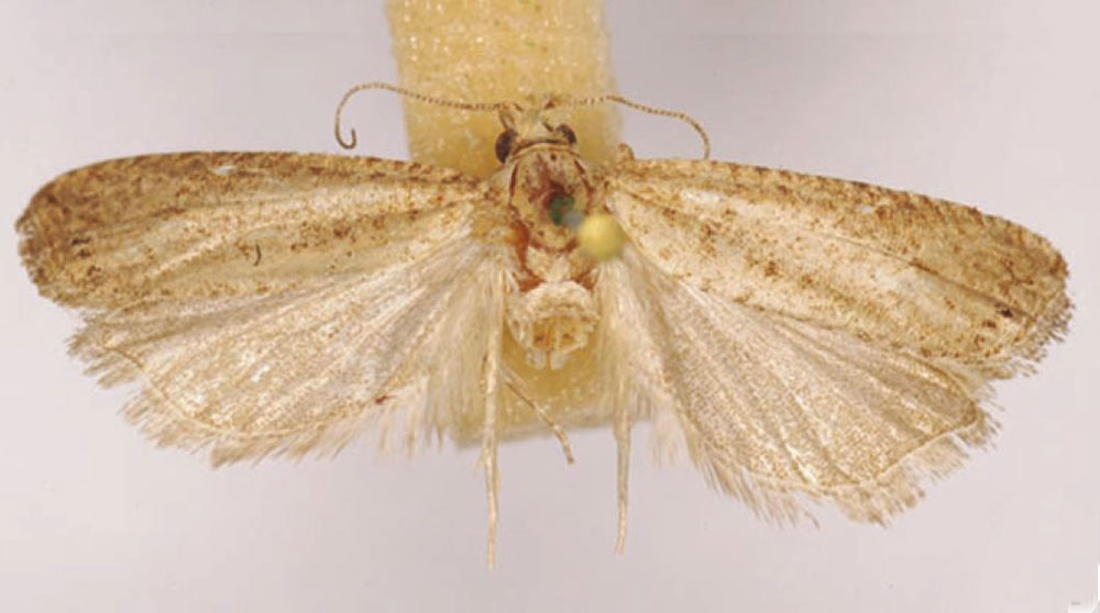/filer/webapps/moths/media/images/S/siccescens_Eucosma_HT_SAMC.jpg