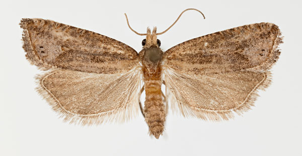 /filer/webapps/moths/media/images/S/siccescens_Thiodia_AM_ZMHB.jpg