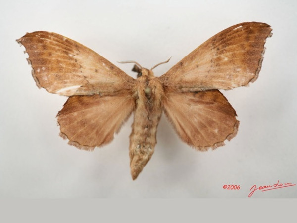 /filer/webapps/moths/media/images/S/siccifolia_Leipoxais_AF_Alberta_01.jpg