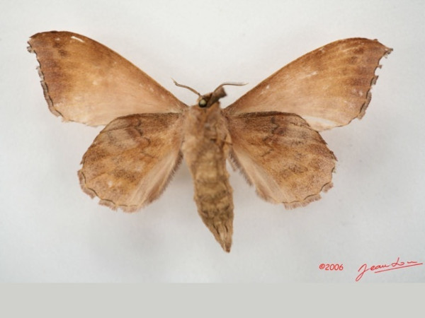 /filer/webapps/moths/media/images/S/siccifolia_Leipoxais_AF_Albertb_01.jpg
