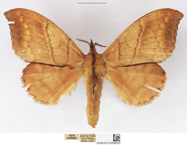 /filer/webapps/moths/media/images/S/siccifolia_Leipoxais_AF_NHMUK.jpg