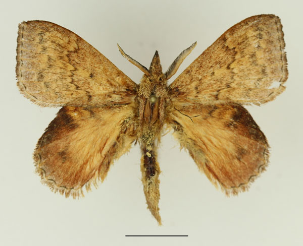 /filer/webapps/moths/media/images/S/siccifolia_Leipoxais_AM_Basquin_01.jpg