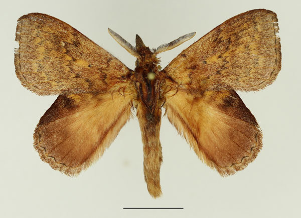 /filer/webapps/moths/media/images/S/siccifolia_Leipoxais_AM_Basquin_02.jpg