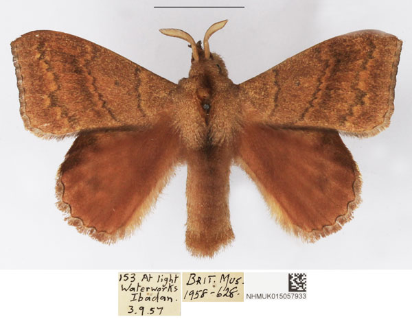 /filer/webapps/moths/media/images/S/siccifolia_Leipoxais_AM_NHMUK.jpg