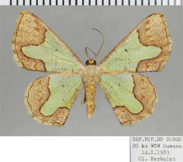 /filer/webapps/moths/media/images/S/sicula_Zamarada_AF_ZSM.jpg