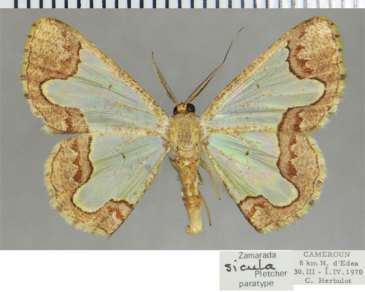 /filer/webapps/moths/media/images/S/sicula_Zamarada_PTM_ZSM.jpg
