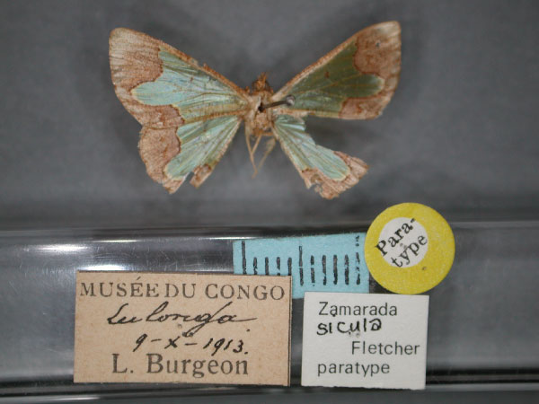 /filer/webapps/moths/media/images/S/sicula_Zamarada_PT_RMCA_01.jpg