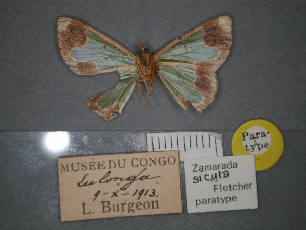 /filer/webapps/moths/media/images/S/sicula_Zamarada_PT_RMCA_02.jpg