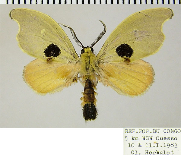 /filer/webapps/moths/media/images/S/sicularia_Dysnymphus_AM_ZSMa.jpg