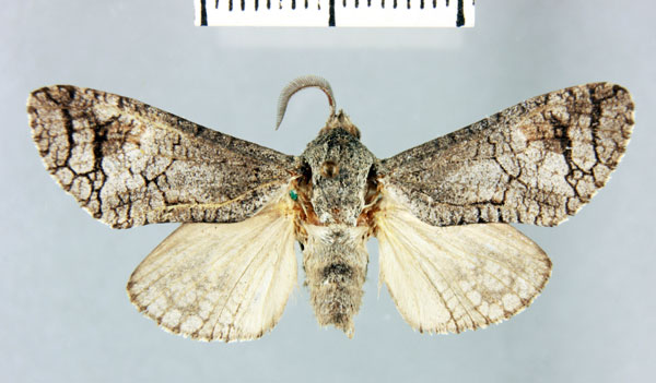 /filer/webapps/moths/media/images/S/sidamo_Cossus_HT_MNHN.jpg