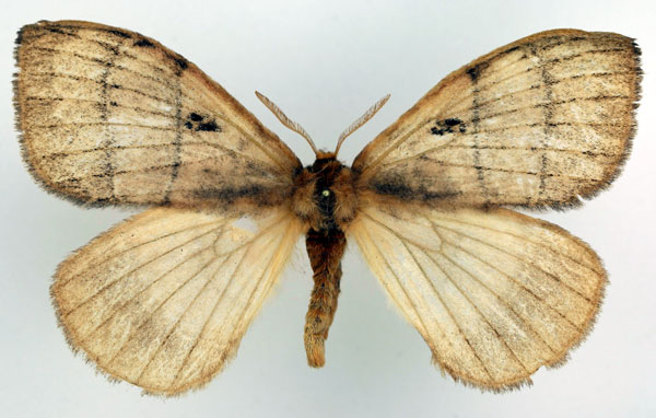 /filer/webapps/moths/media/images/S/sidamoensis_Rhodopteriana_AF_Basquin.jpg