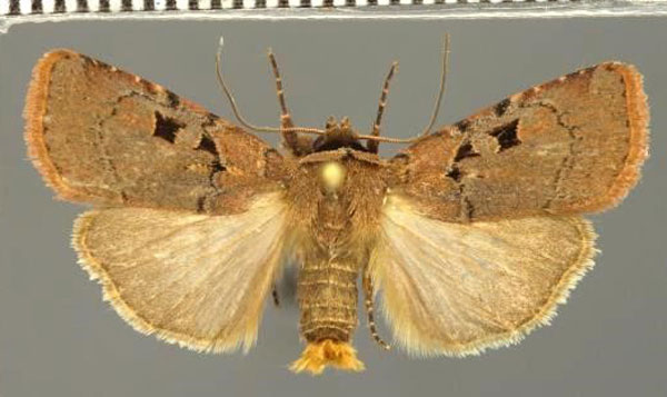 /filer/webapps/moths/media/images/S/sidamona_Ochropleura_AM_Fiebig_01.jpg