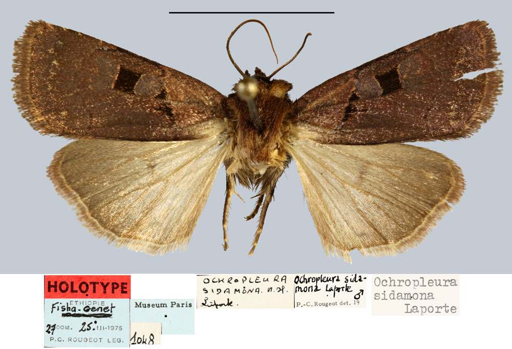 /filer/webapps/moths/media/images/S/sidamona_Ochropleura_HT_MNHN.jpg