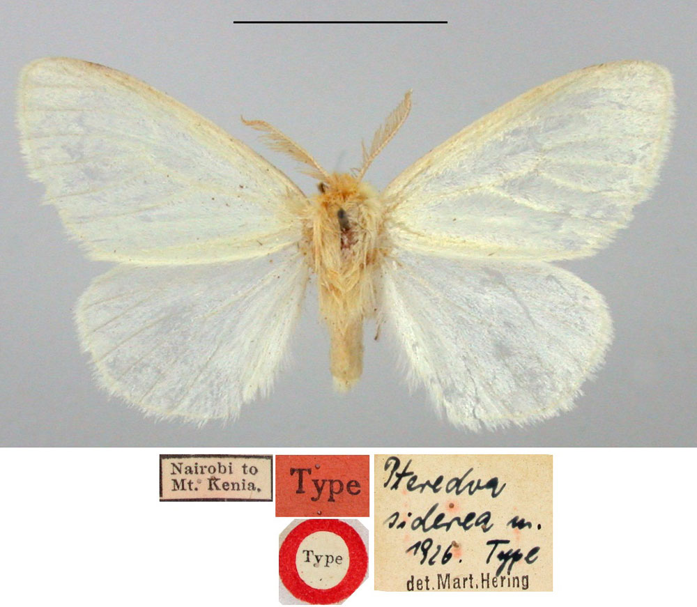 /filer/webapps/moths/media/images/S/siderea_Pterodoa_HT_BMNH.jpg
