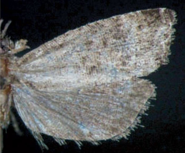 /filer/webapps/moths/media/images/S/siderocosma_Grapholita_AM_Trematerra.jpg