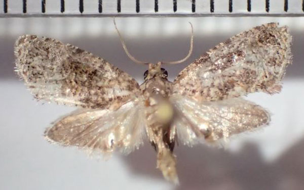 /filer/webapps/moths/media/images/S/siderocosma_Grapholita_A_Bippus.jpg