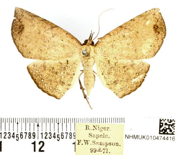 /filer/webapps/moths/media/images/S/sigillata_Hollandia_AF_BMNH_01.jpg