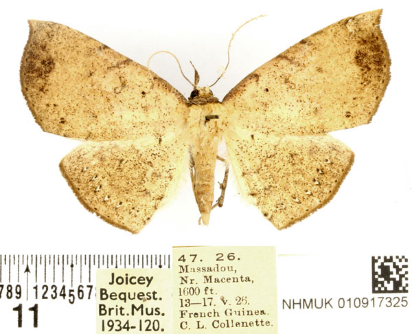 /filer/webapps/moths/media/images/S/sigillata_Hollandia_AF_BMNH_02.jpg