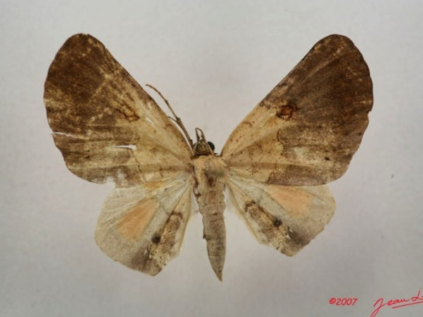 /filer/webapps/moths/media/images/S/sigillata_Hollandia_AM_Alberta_01.jpg