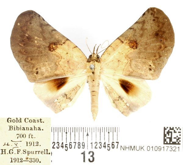 /filer/webapps/moths/media/images/S/sigillata_Hollandia_AM_BMNH_02.jpg