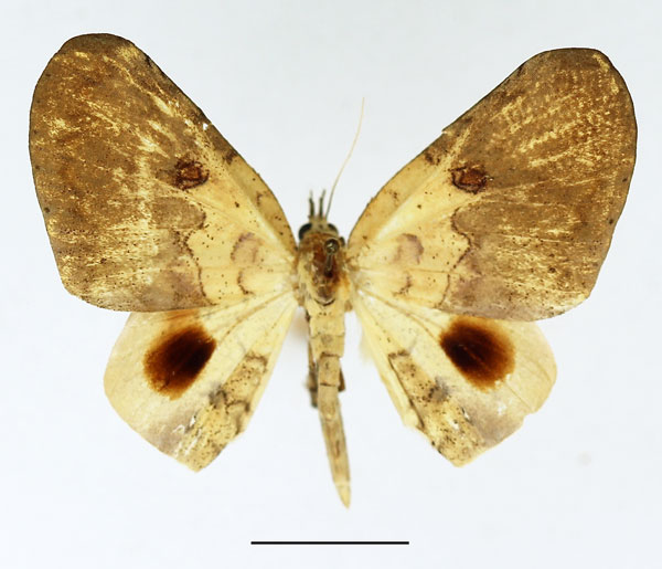 /filer/webapps/moths/media/images/S/sigillata_Hollandia_AM_Basquin.jpg