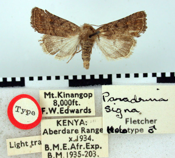 /filer/webapps/moths/media/images/S/signa_Paradrina_HT_BMNH.jpg