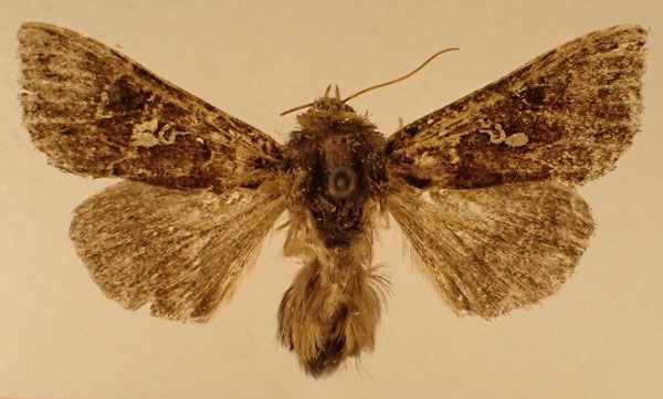 /filer/webapps/moths/media/images/S/signata_Argyrogramma_AM_Hluchy.jpg