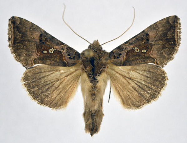 /filer/webapps/moths/media/images/S/signata_Argyrogramma_AM_NHMO.jpg