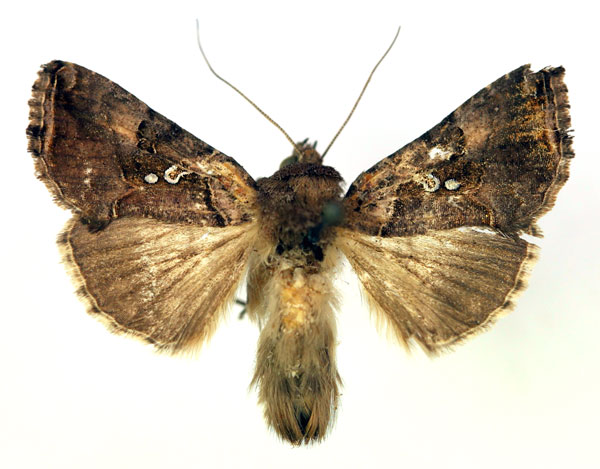 /filer/webapps/moths/media/images/S/signata_Argyrogramma_AM_RMCA.jpg