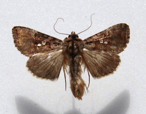 /filer/webapps/moths/media/images/S/signata_Argyrogramma_A_Goff.jpg
