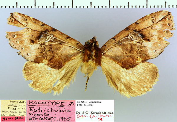 /filer/webapps/moths/media/images/S/signata_Eutricholoba_HT_NMB.jpg