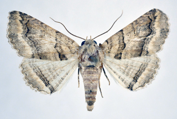 /filer/webapps/moths/media/images/S/signata_Pericyma_AF_NHMO.jpg