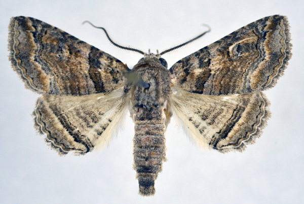 /filer/webapps/moths/media/images/S/signata_Pericyma_AM_NHMO.jpg