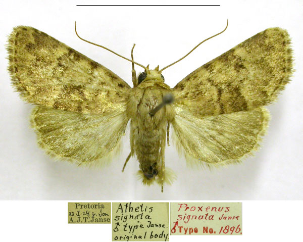 /filer/webapps/moths/media/images/S/signata_Proxenus_HT_TMSA.jpg