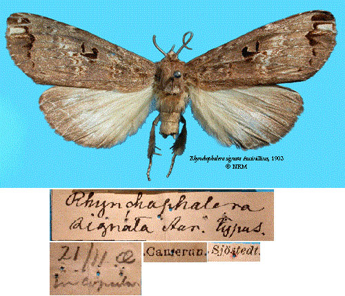 /filer/webapps/moths/media/images/S/signata_Rhynchophalera_HT_SNHM.jpg