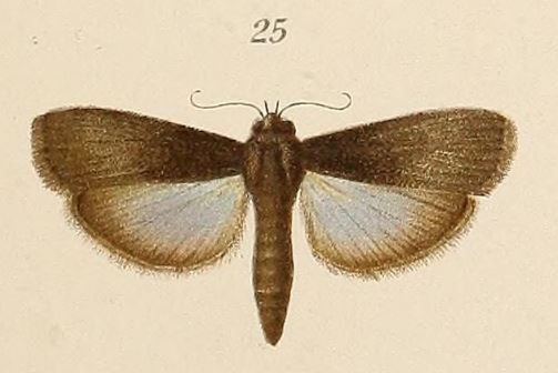 /filer/webapps/moths/media/images/S/signatella_Epicrocis_HT_Voeltzkow_6-25.jpg