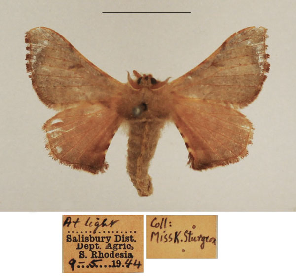 /filer/webapps/moths/media/images/S/signicosta_Racinoa_AF_TMSA.jpg