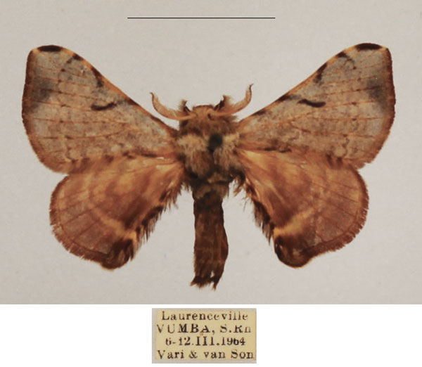 /filer/webapps/moths/media/images/S/signicosta_Racinoa_AM_TMSA_01.jpg