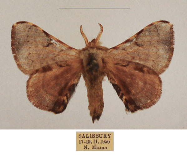 /filer/webapps/moths/media/images/S/signicosta_Racinoa_AM_TMSA_02.jpg