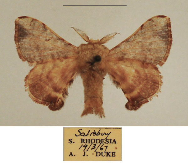 /filer/webapps/moths/media/images/S/signicosta_Racinoa_AM_TMSA_03.jpg
