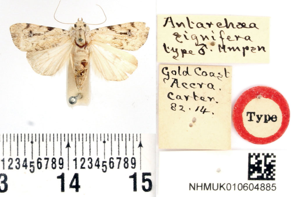 /filer/webapps/moths/media/images/S/signifera_Antarchaea_HT_BMNH.jpg