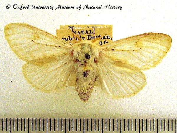 /filer/webapps/moths/media/images/S/signifera_Naroma_AF_OUMNH_02.jpg