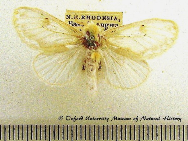 /filer/webapps/moths/media/images/S/signifera_Naroma_AM_OUMNH_01.jpg