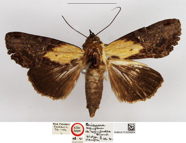 /filer/webapps/moths/media/images/S/signiferella_Stictoptera_AT_NHMUK.jpg