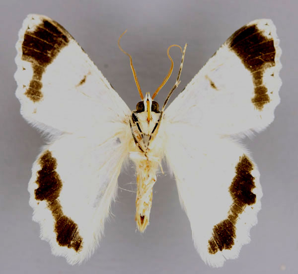 /filer/webapps/moths/media/images/S/signifrontaria_Pingasa_A_ZSM_02.jpg