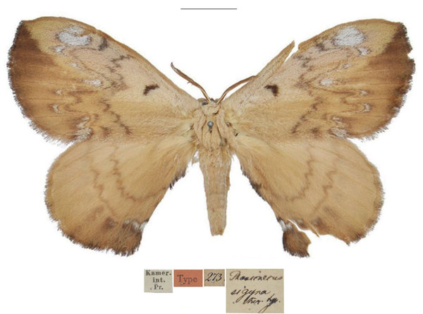 /filer/webapps/moths/media/images/S/sigyna_Phasicnecus_HT_MfN.jpg