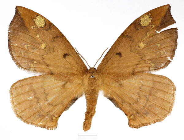 /filer/webapps/moths/media/images/S/sigyna_Stenoglene_AF_Basquin_01.jpg