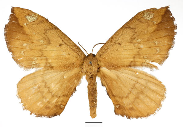 /filer/webapps/moths/media/images/S/sigyna_Stenoglene_AF_Basquin_02.jpg